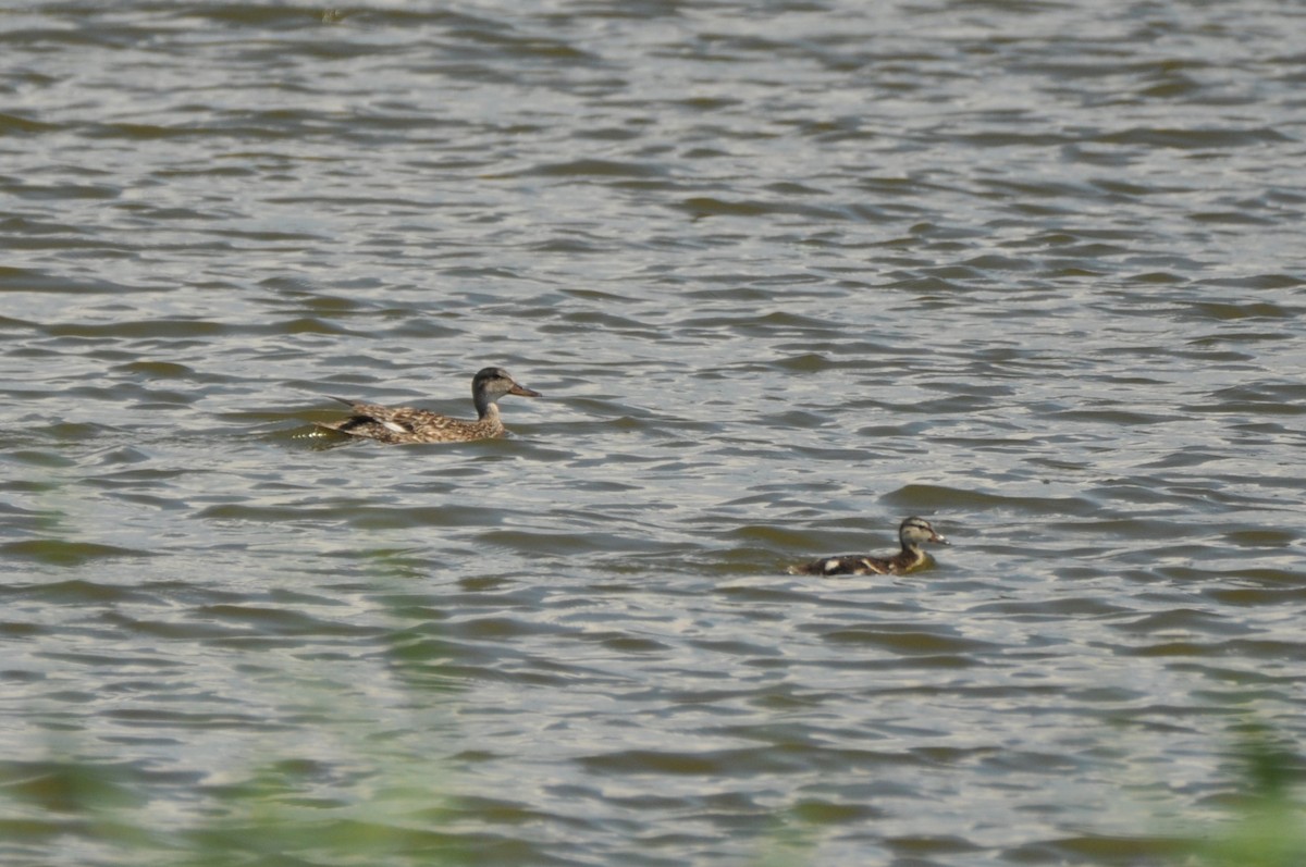 オカヨシガモ - ML646237438