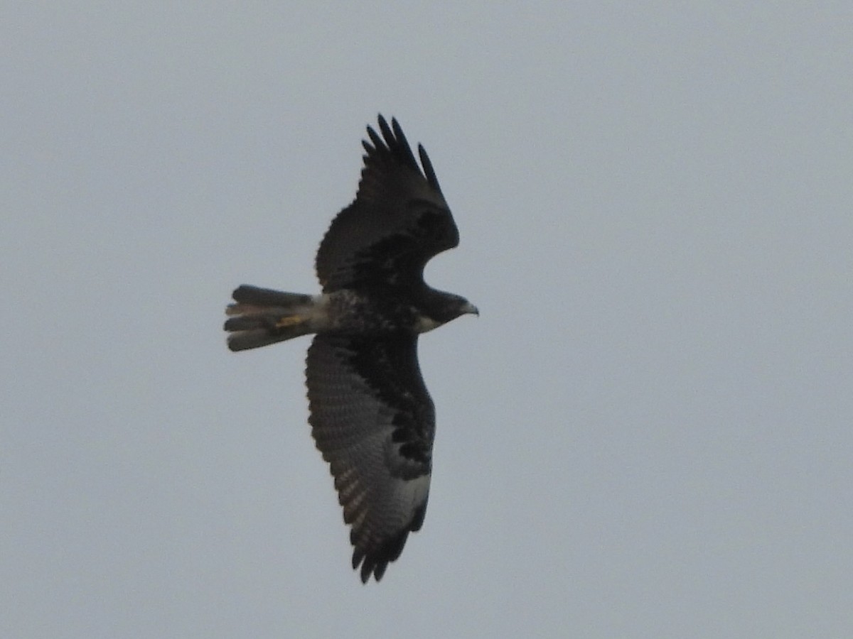 オジロノスリ - ML646237439