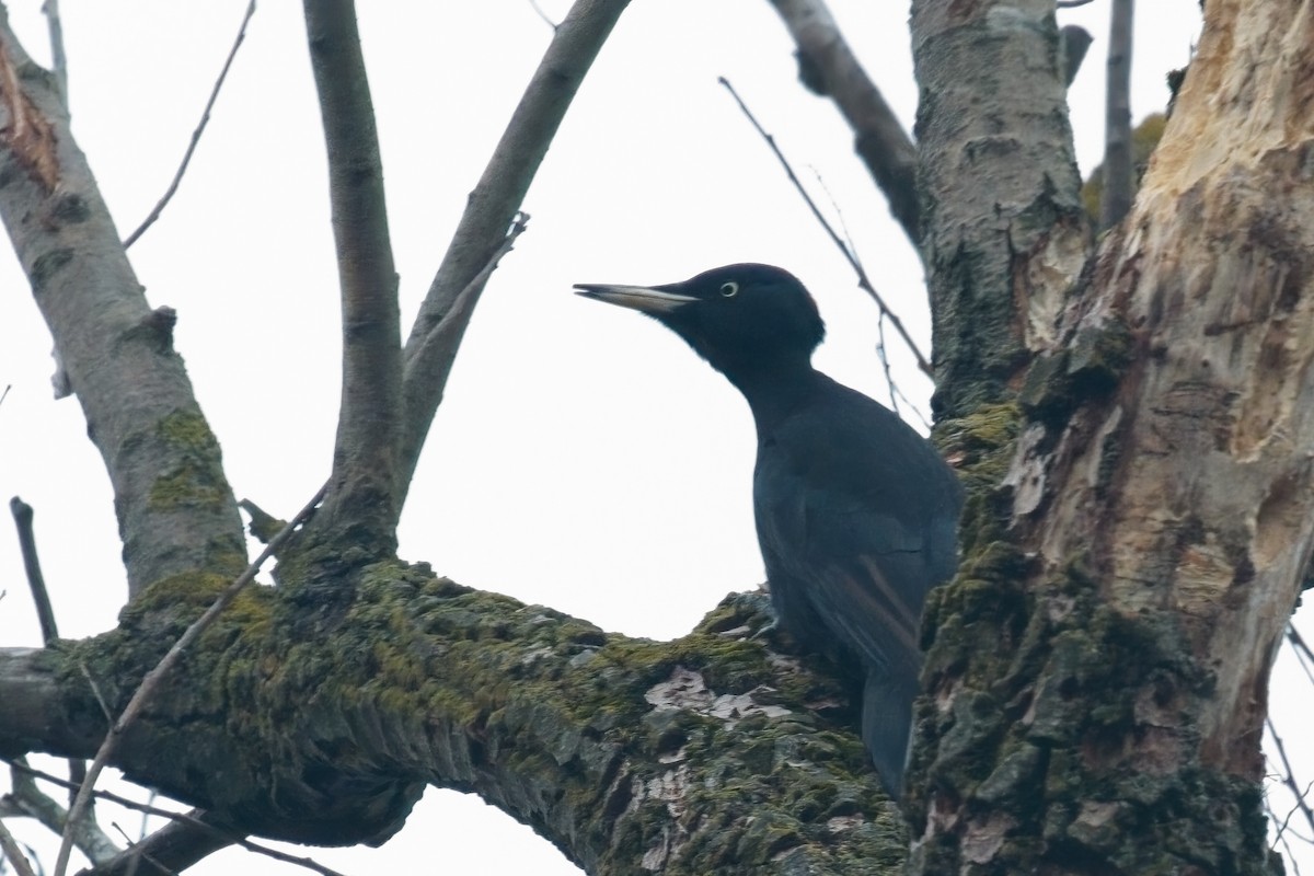 Black Woodpecker - ML646237441