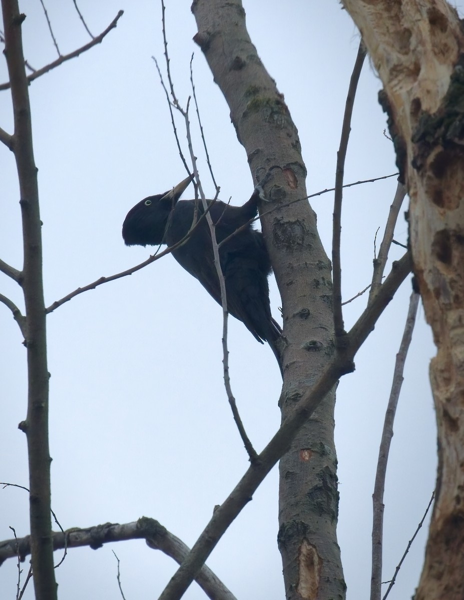 Black Woodpecker - ML646237442