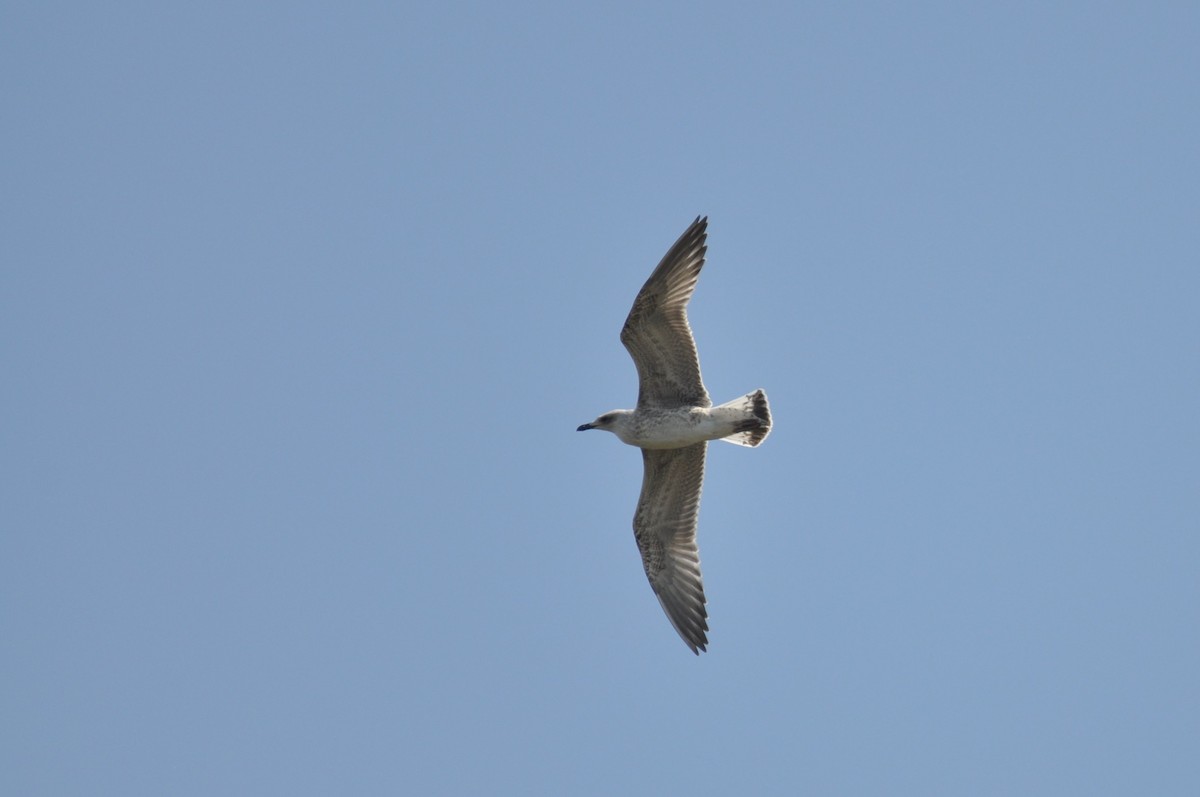 Yellow-legged Gull - ML646237446