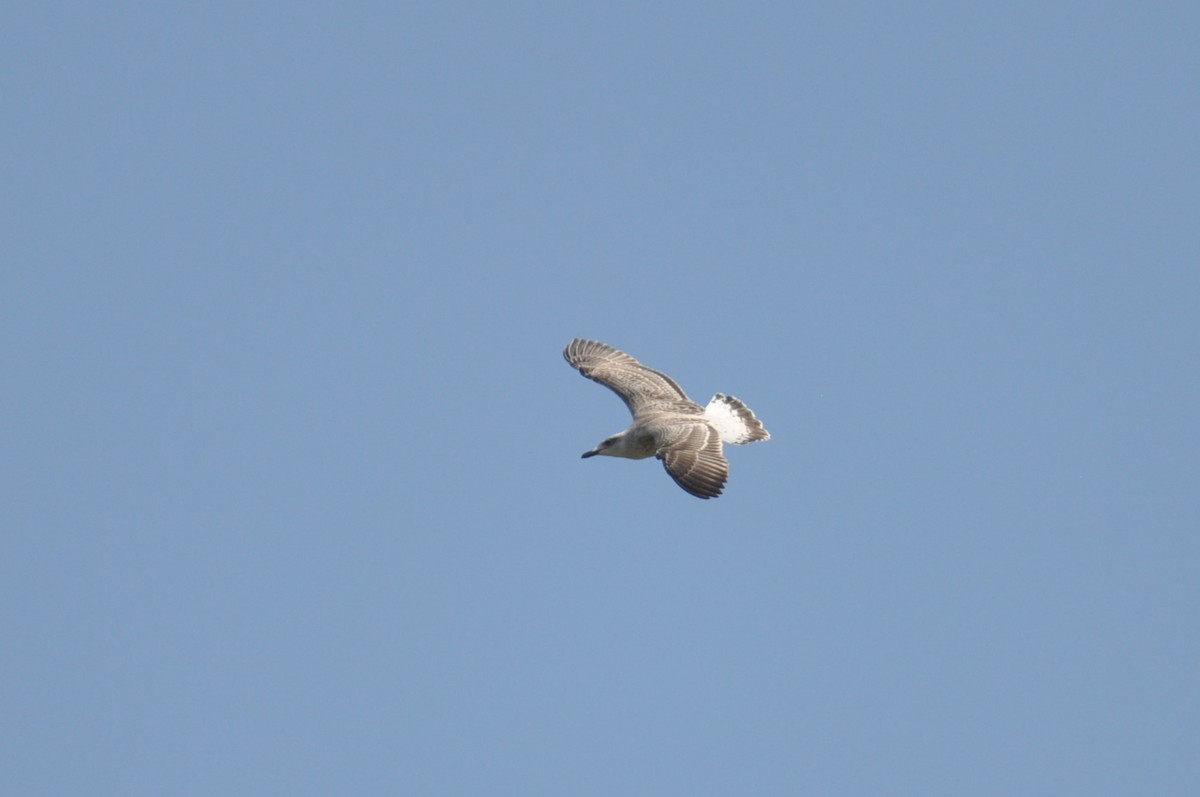 Yellow-legged Gull - ML646237447