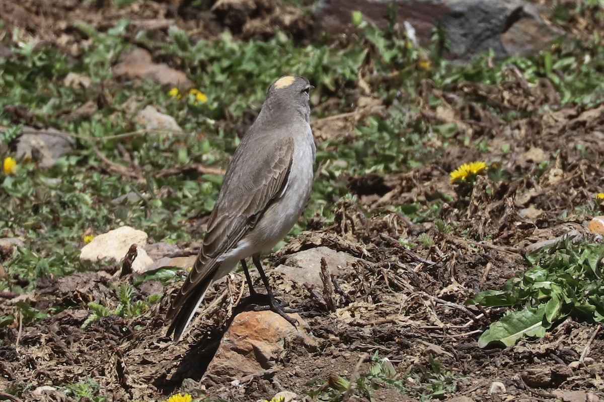 gulkronemarktyrann - ML646237452