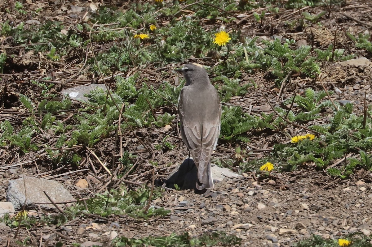 gulkronemarktyrann - ML646237453