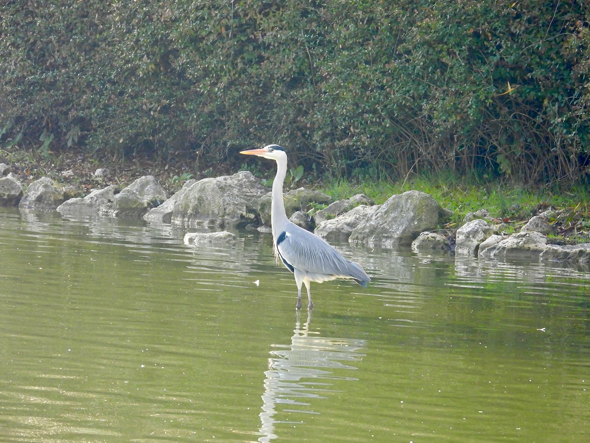 Gray Heron - ML646237458