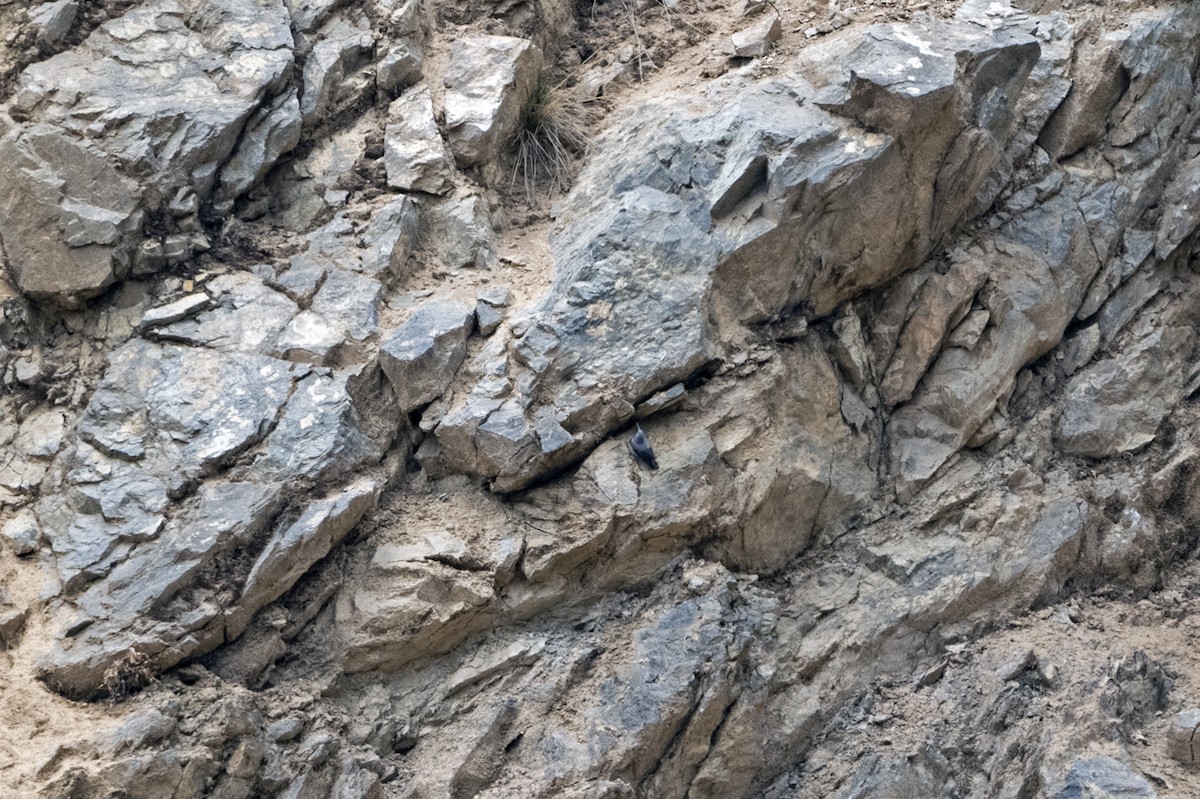 Wallcreeper - ML646237460