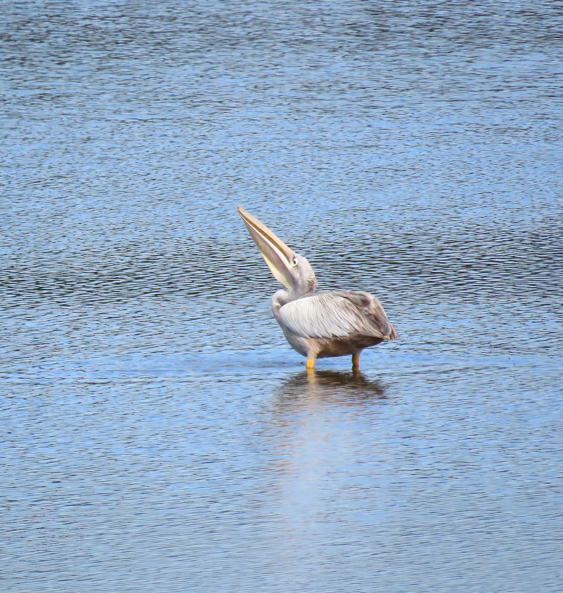 Pink-backed Pelican - ML646237464
