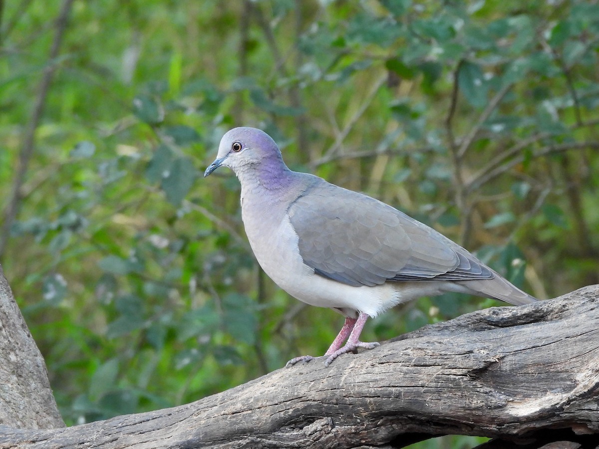 White-tipped Dove - ML646237465