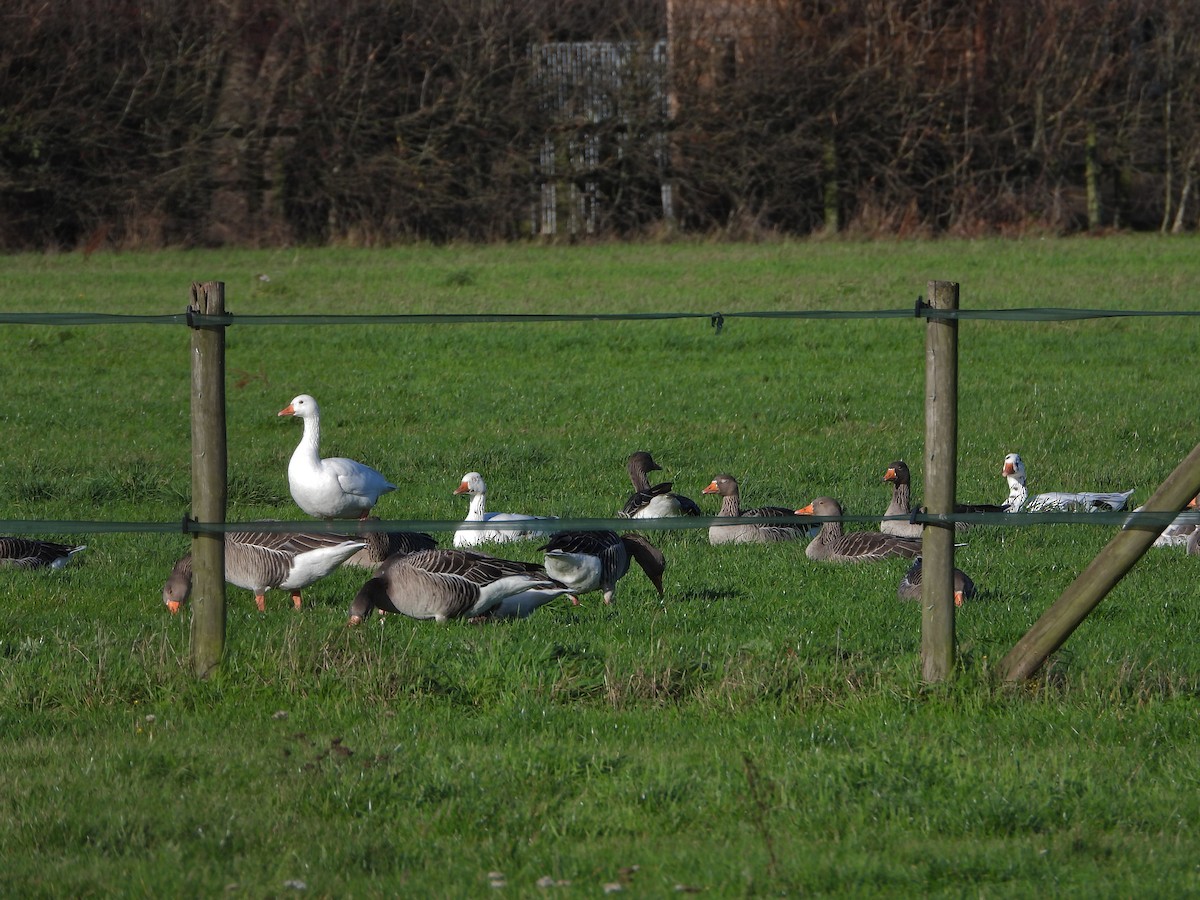 grågås - ML646237466