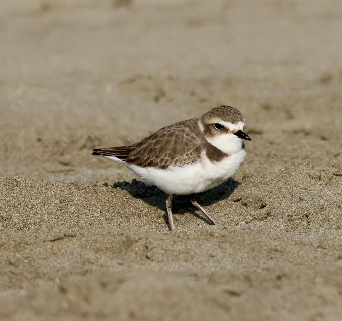 hvitbrystlo - ML646237468