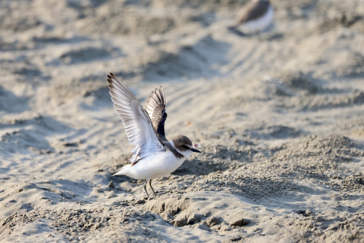 hvitbrystlo - ML646237469