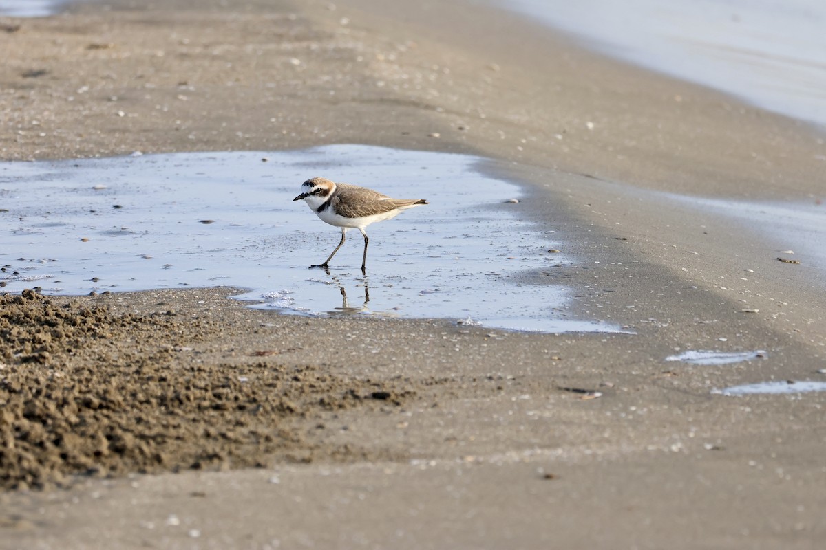 hvitbrystlo - ML646237470