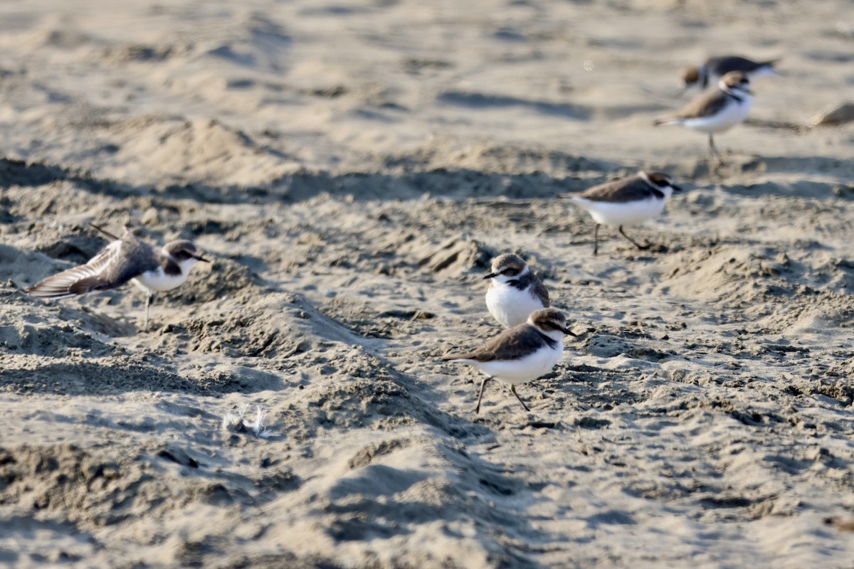 hvitbrystlo - ML646237471