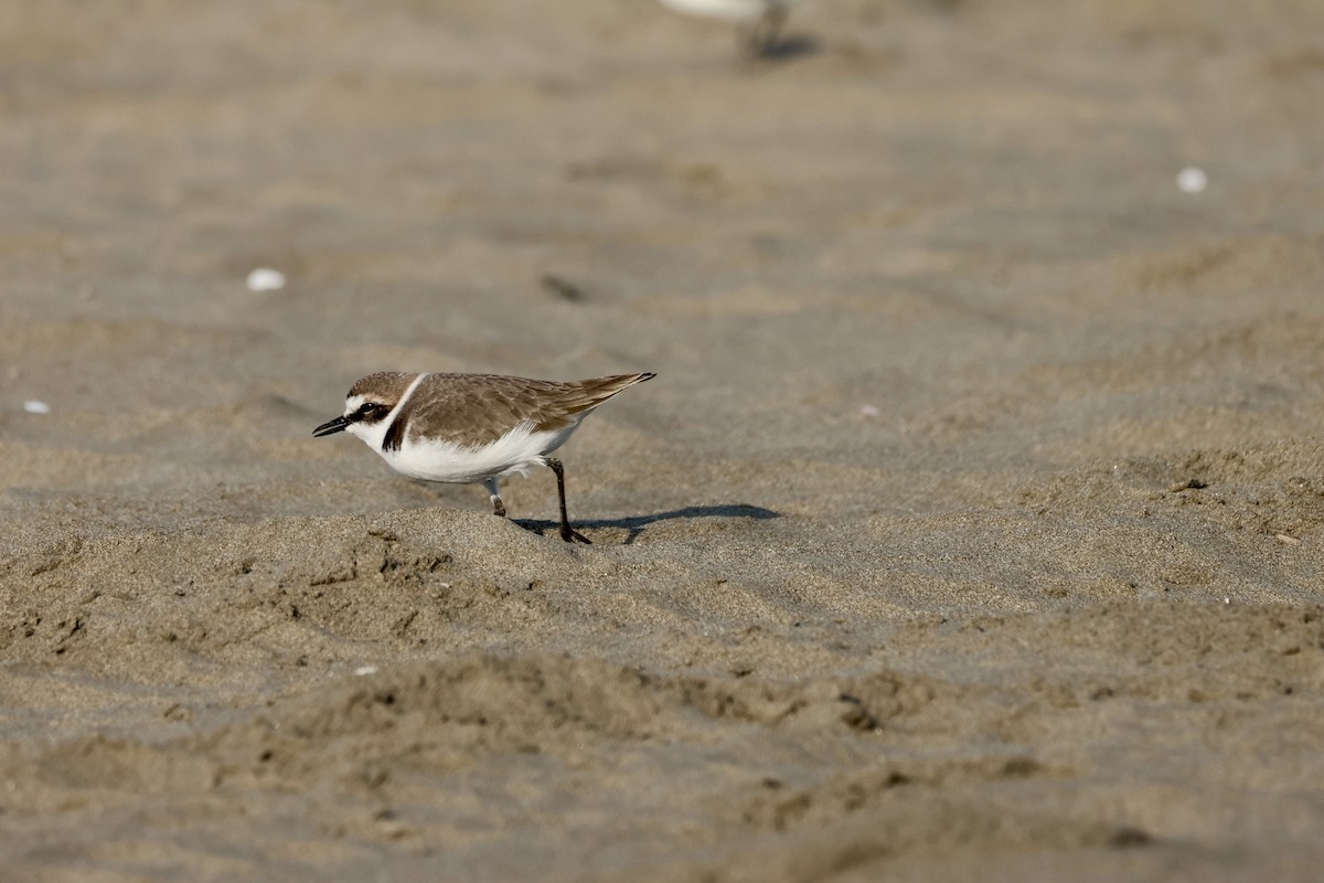 hvitbrystlo - ML646237473