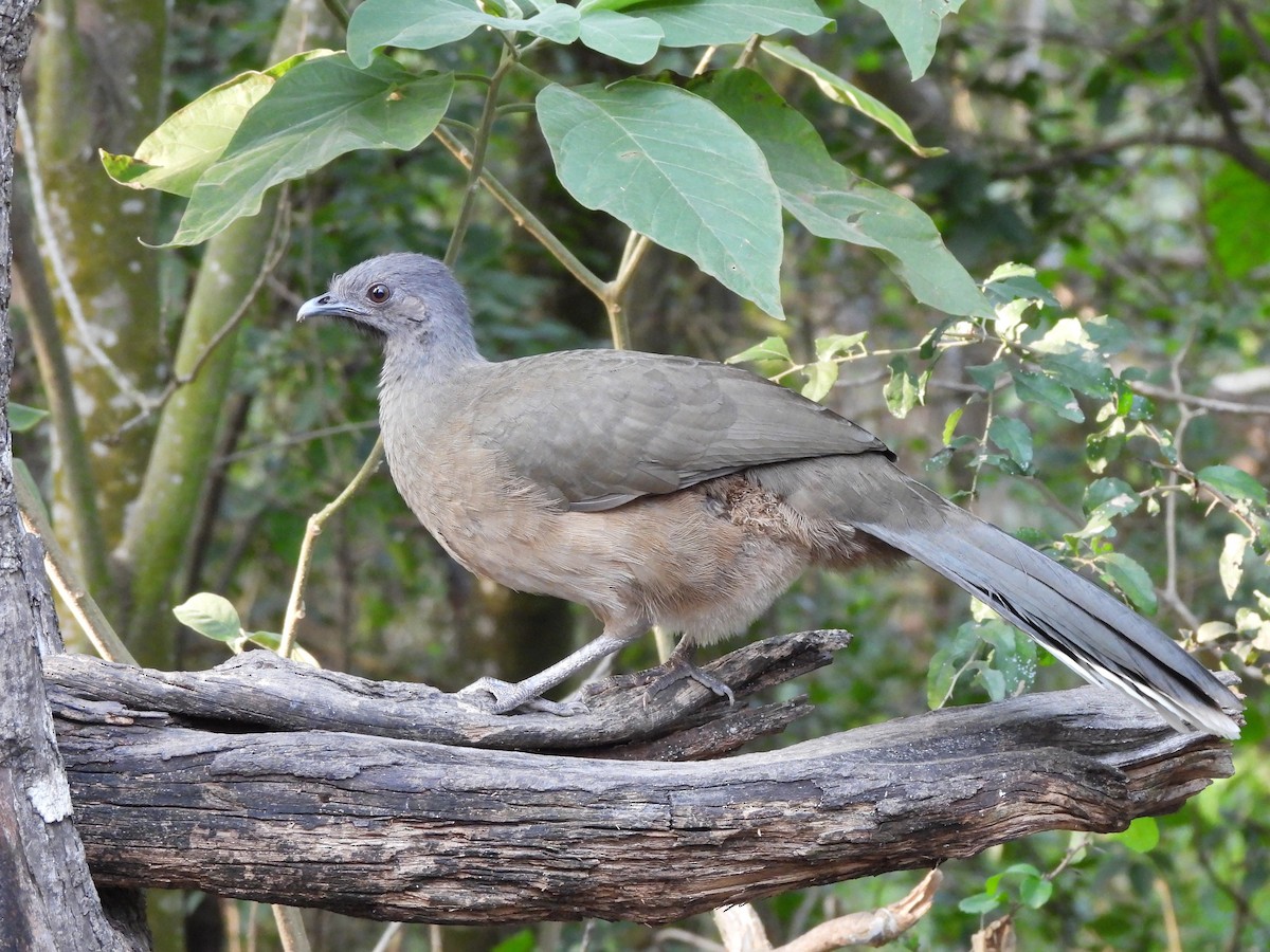 Plain Chachalaca - ML646237476