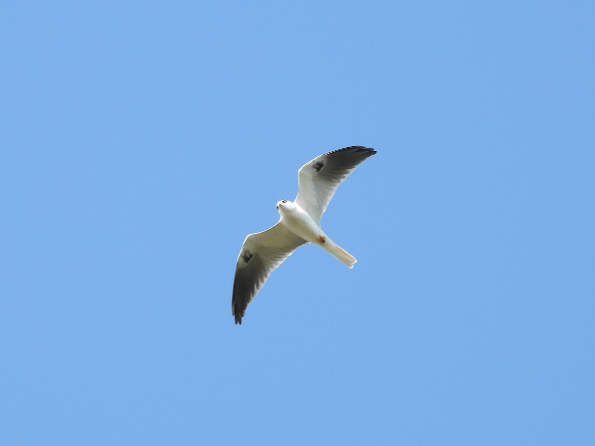 White-tailed Kite - ML646237479