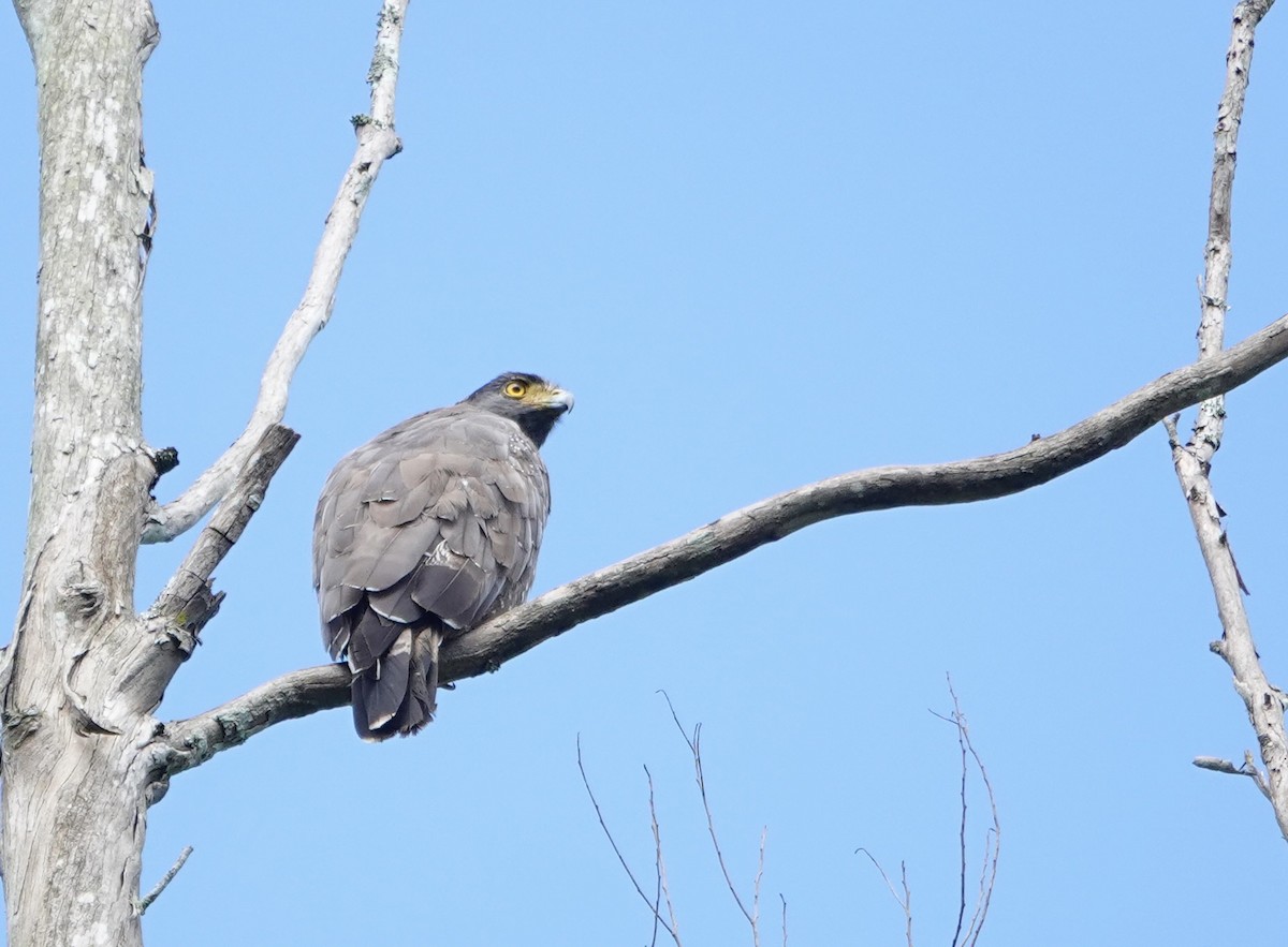 Crested Serpent-Eagle - ML646237480