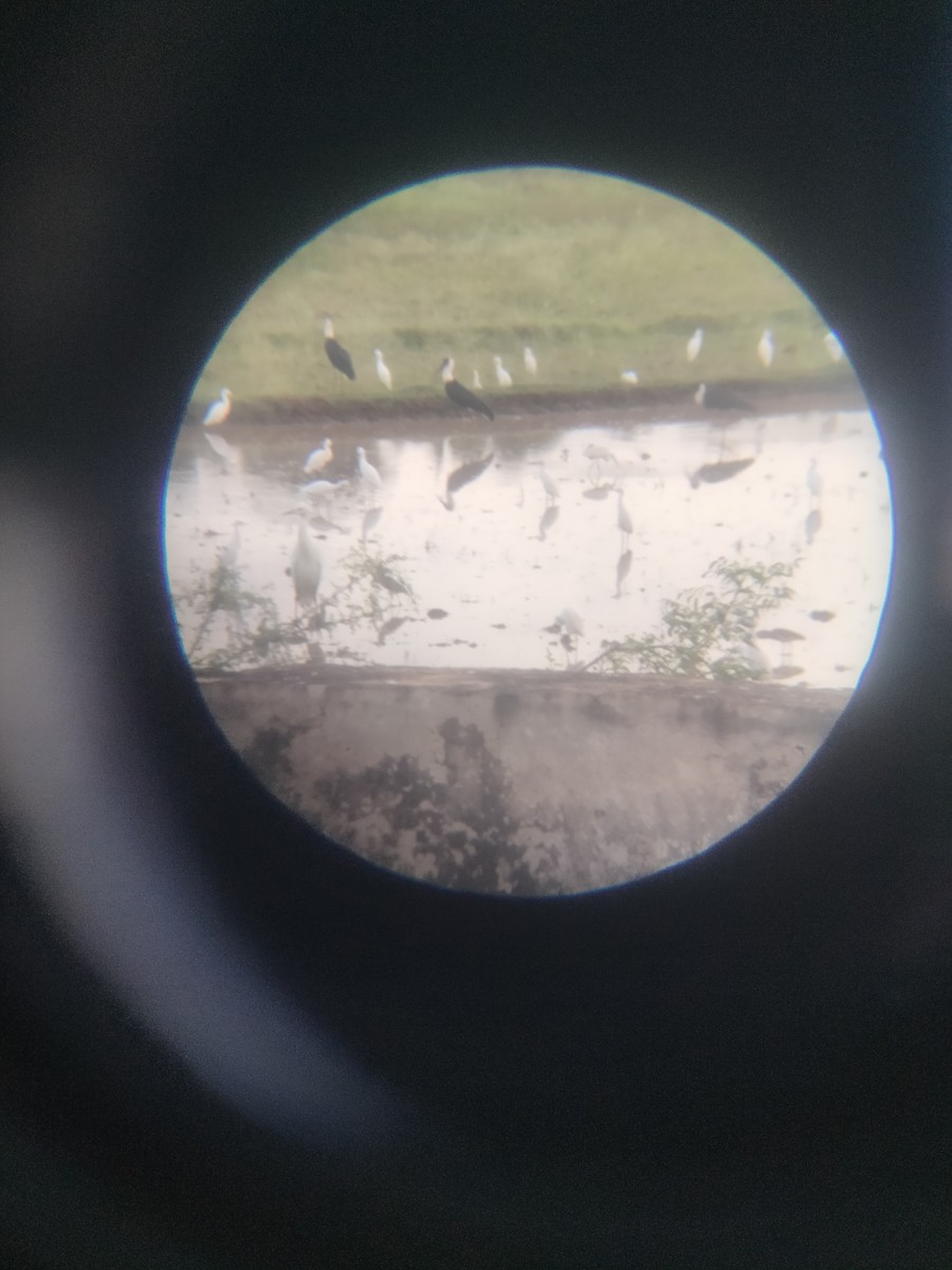 Asian Woolly-necked Stork - ML646237481