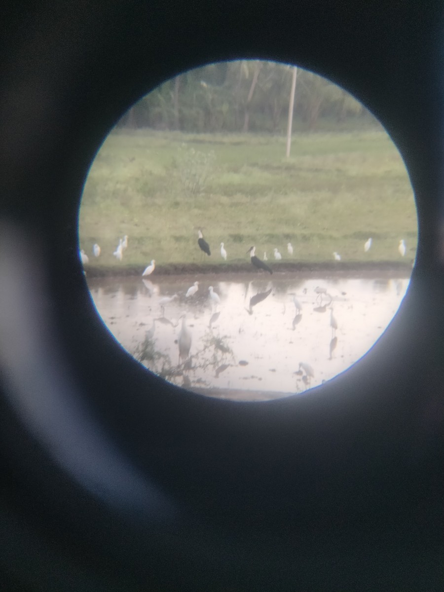 Asian Woolly-necked Stork - ML646237482