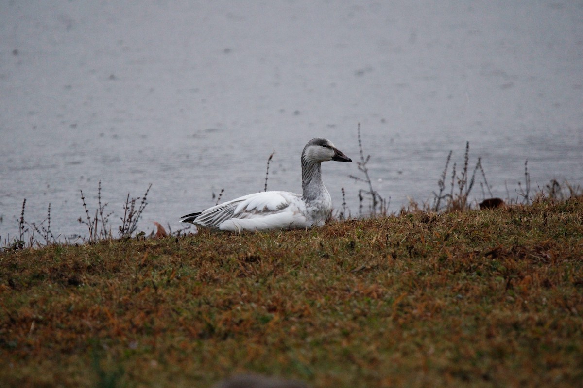 Snow Goose - ML646237484