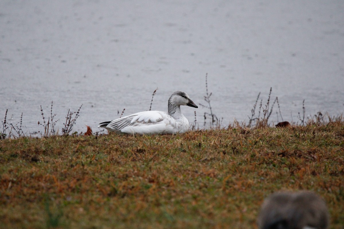 Snow Goose - ML646237485