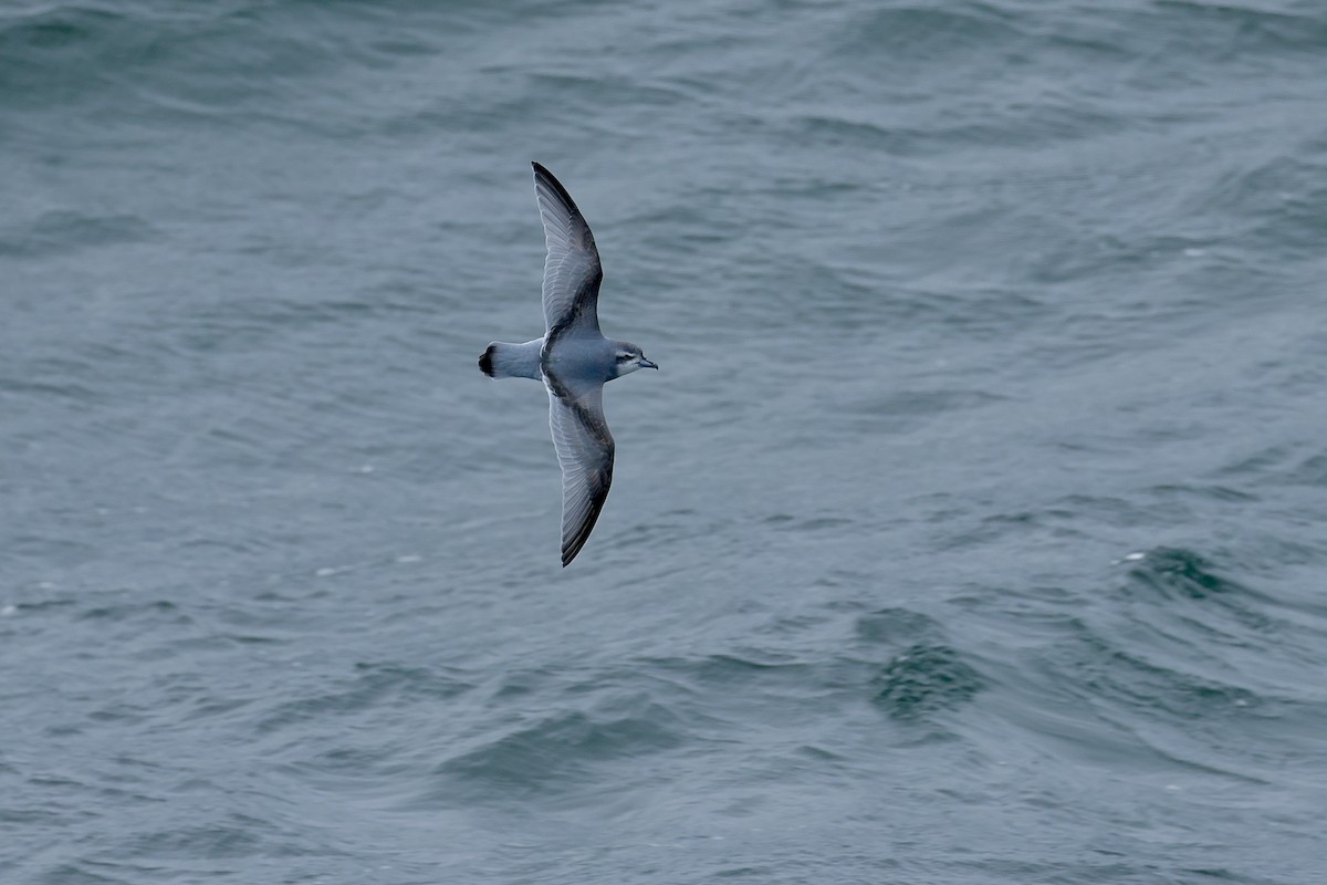 antarktishvalfugl - ML646237489