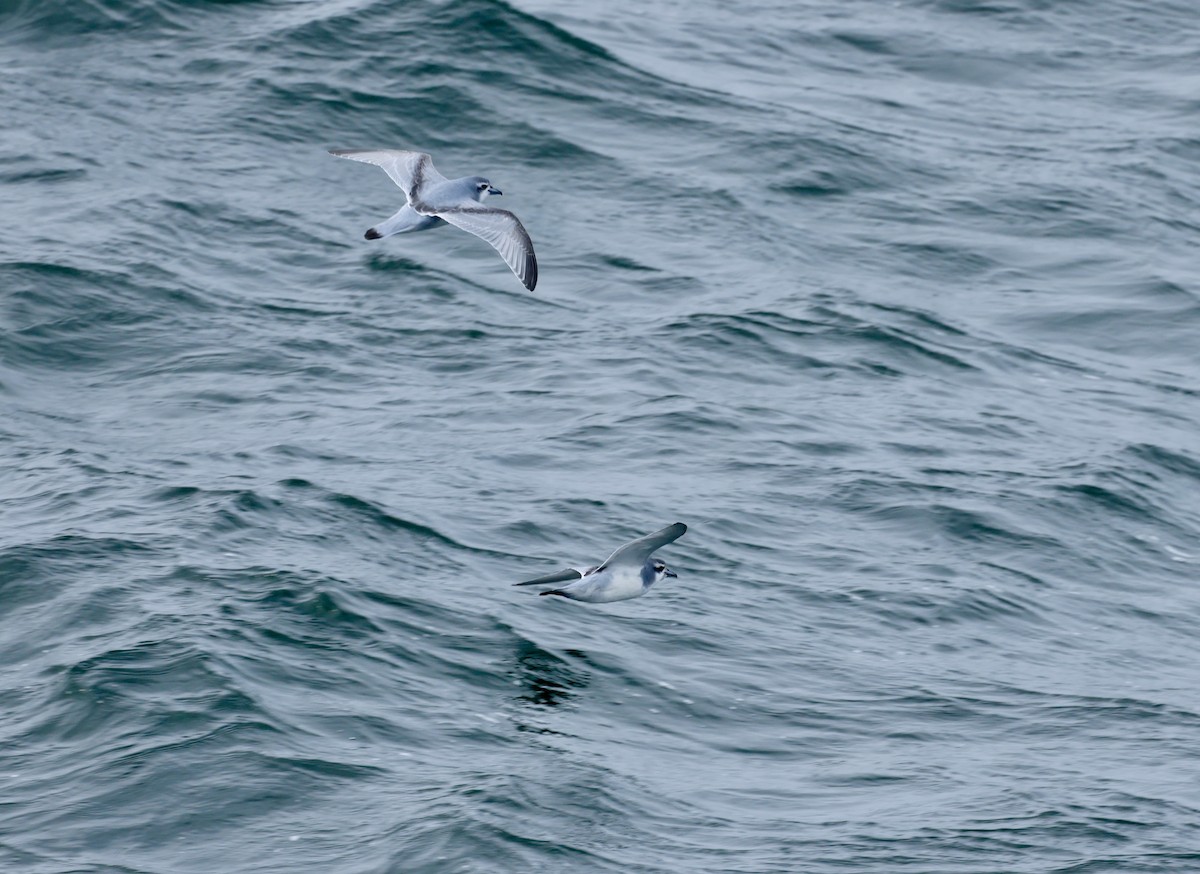 antarktishvalfugl - ML646237490