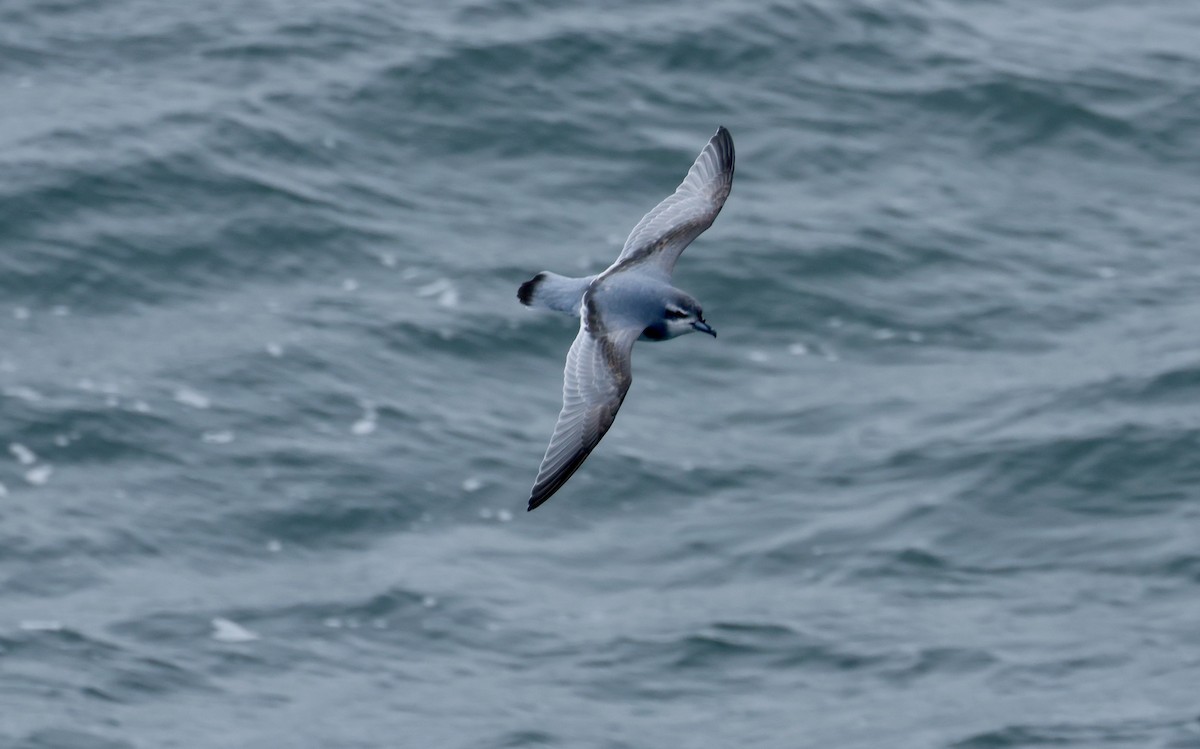 antarktishvalfugl - ML646237491