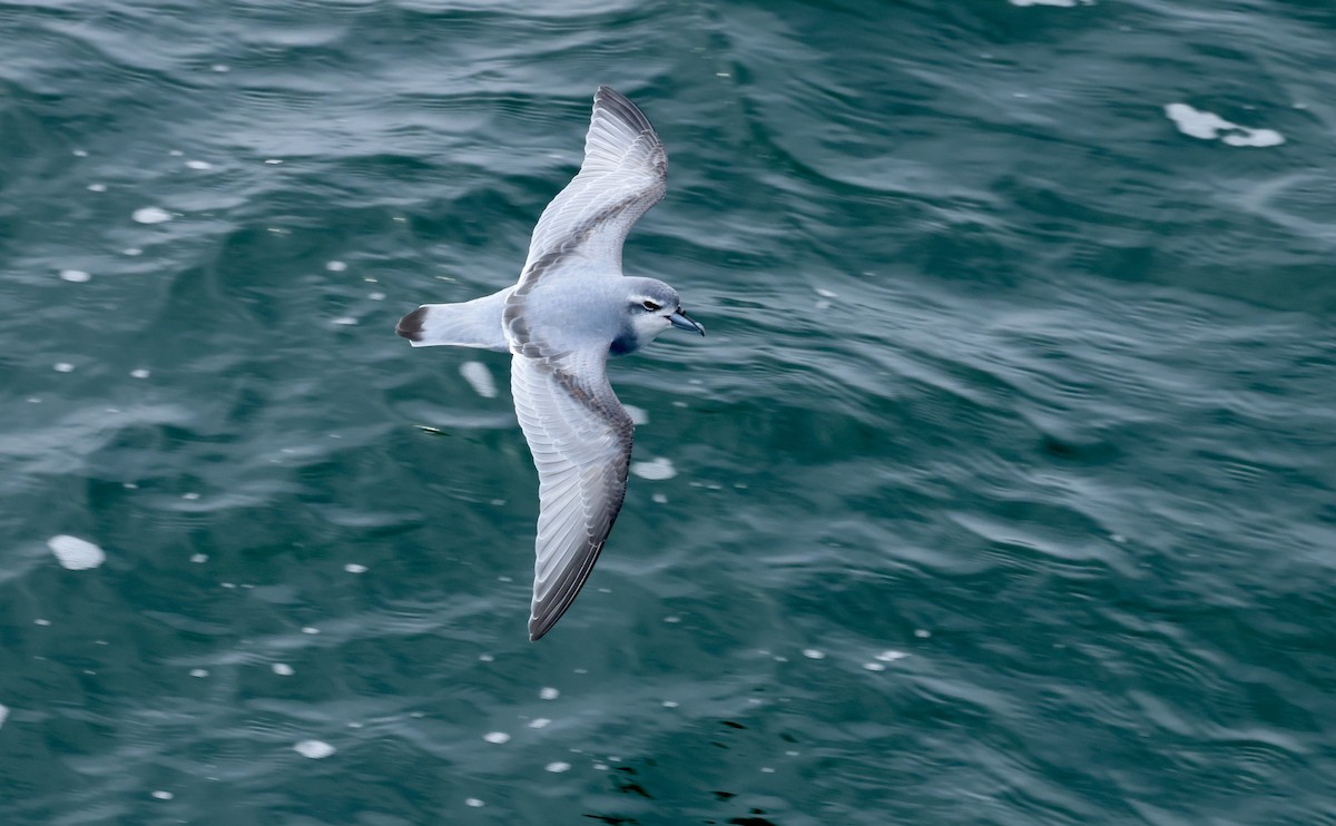 antarktishvalfugl - ML646237492