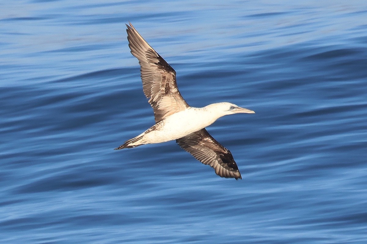 Northern Gannet - ML646237493