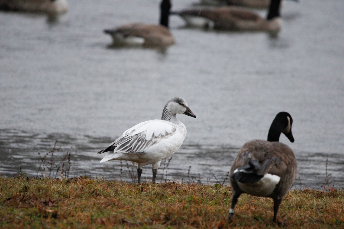Snow Goose - ML646237495