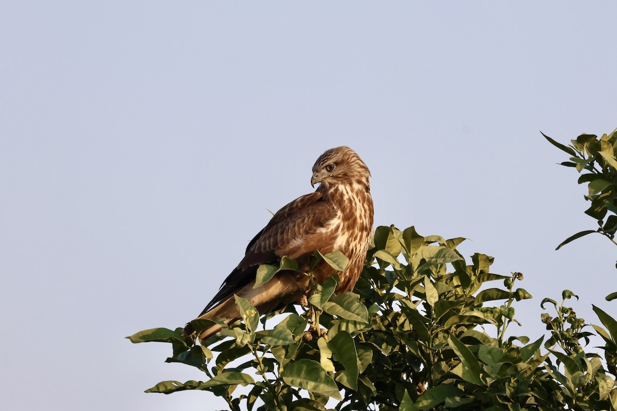 Common Buzzard - ML646237496