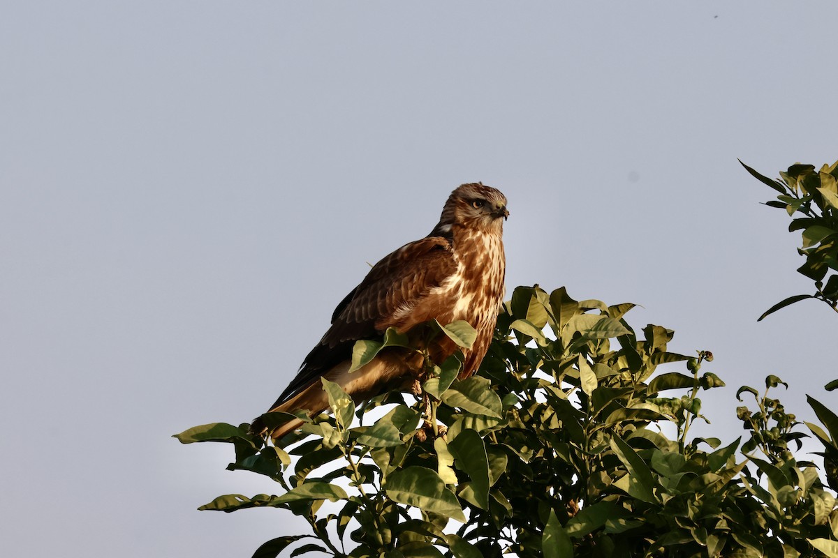 Common Buzzard - ML646237497