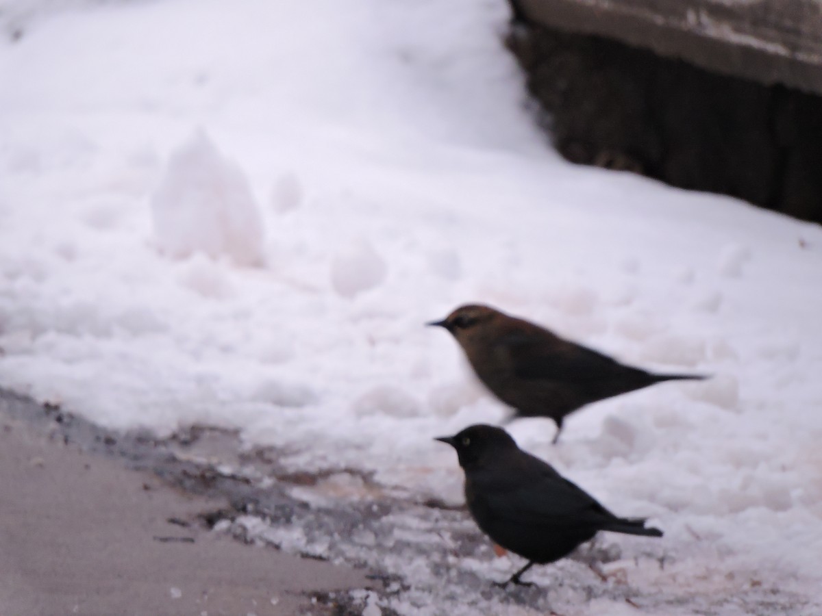 Rusty Blackbird - ML646237499