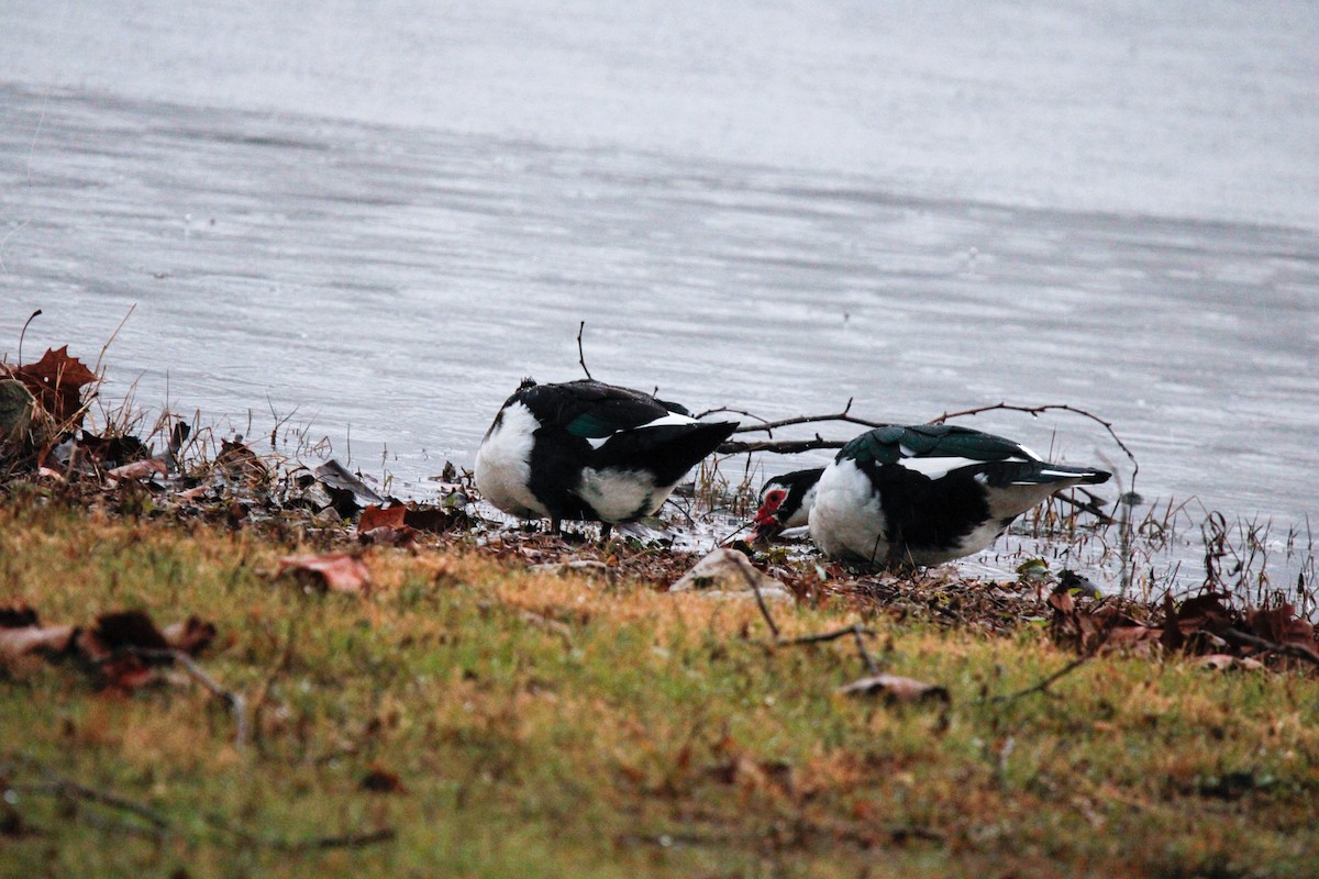 Moschusente (domestiziert) - ML646237501