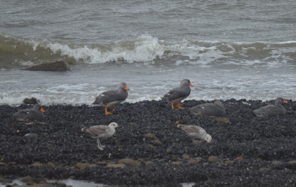 Magallaesko lurrun-ahatea - ML646237502