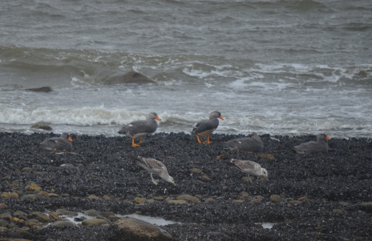 Magallaesko lurrun-ahatea - ML646237503