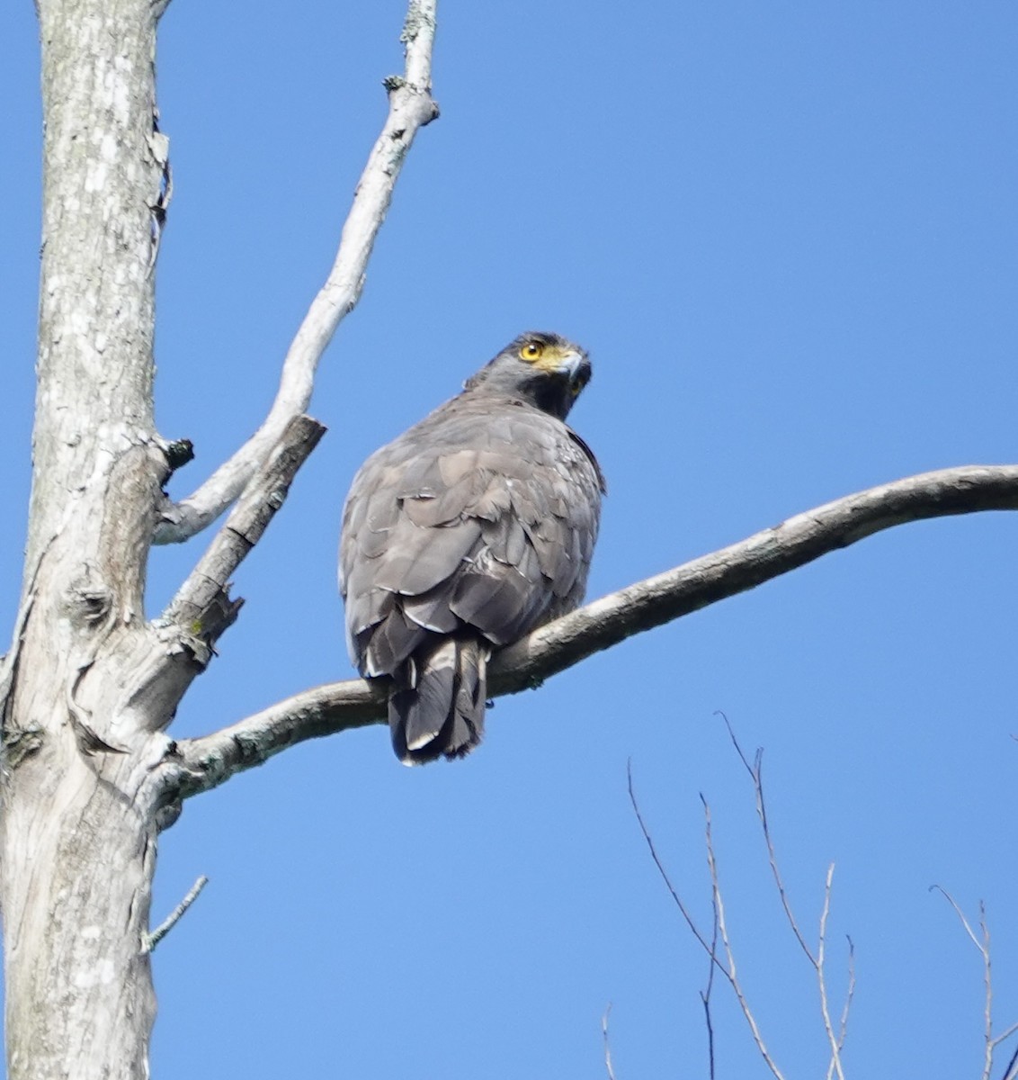 Crested Serpent-Eagle - ML646237504