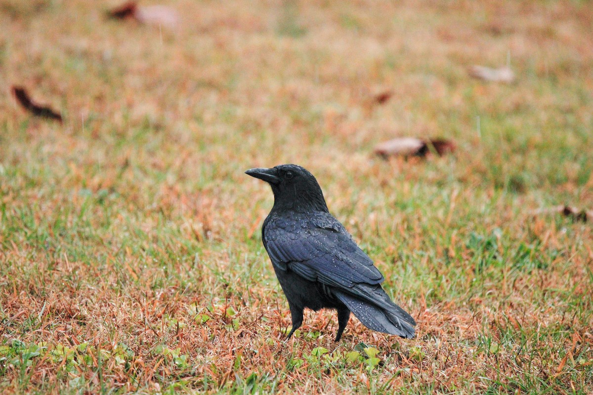 American Crow - ML646237505