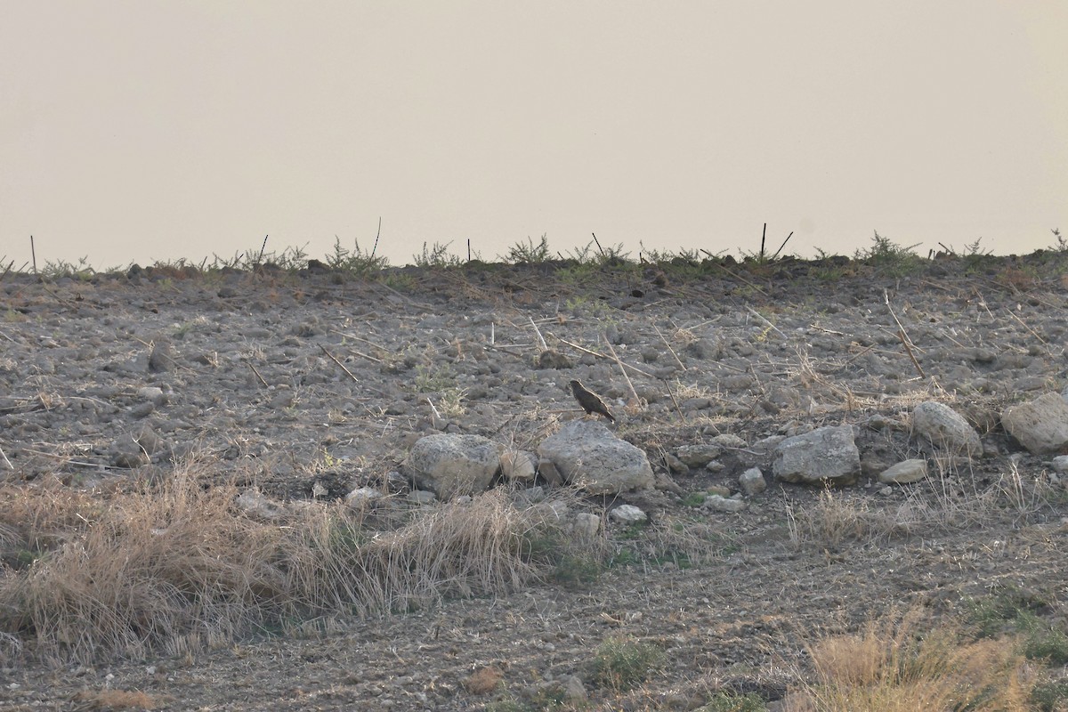 Common Buzzard - ML646237507
