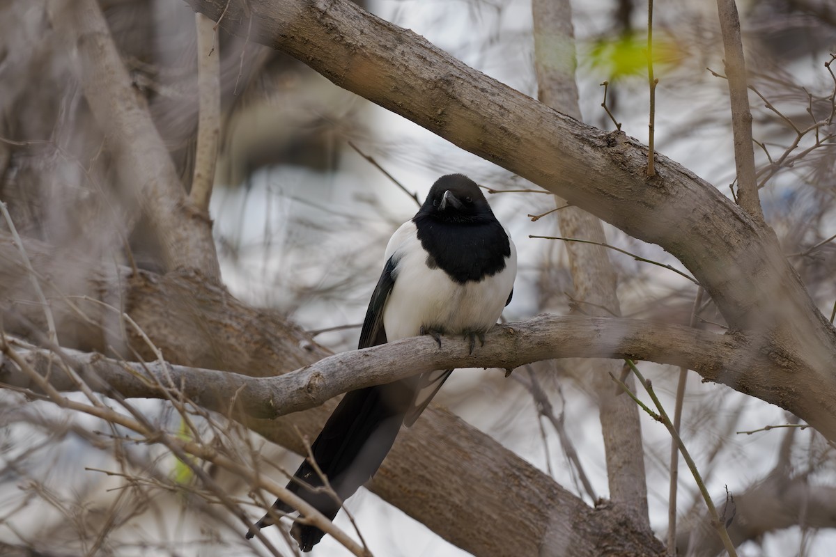 Сорока усурійська - ML646237513