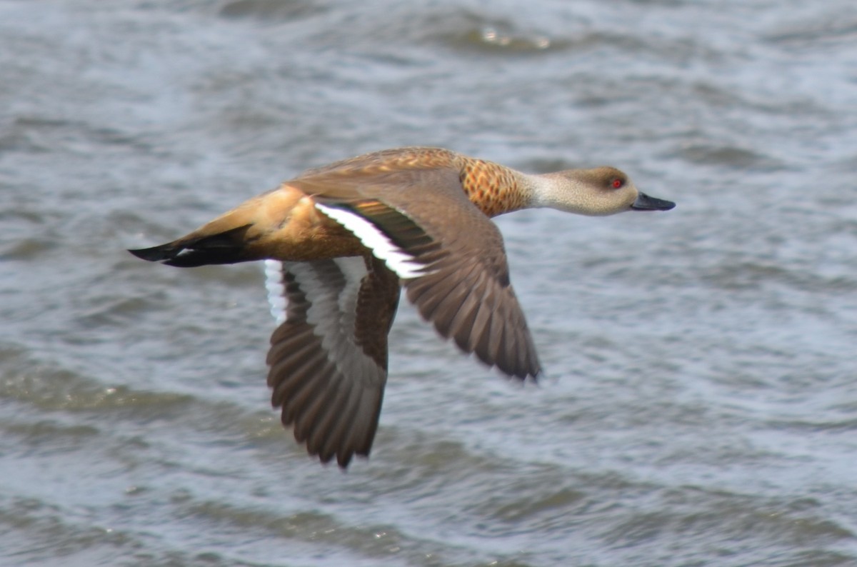 Crested Duck - ML646237515