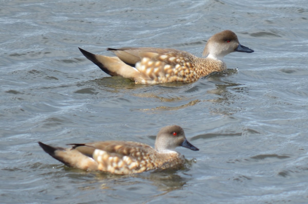 Crested Duck - ML646237516