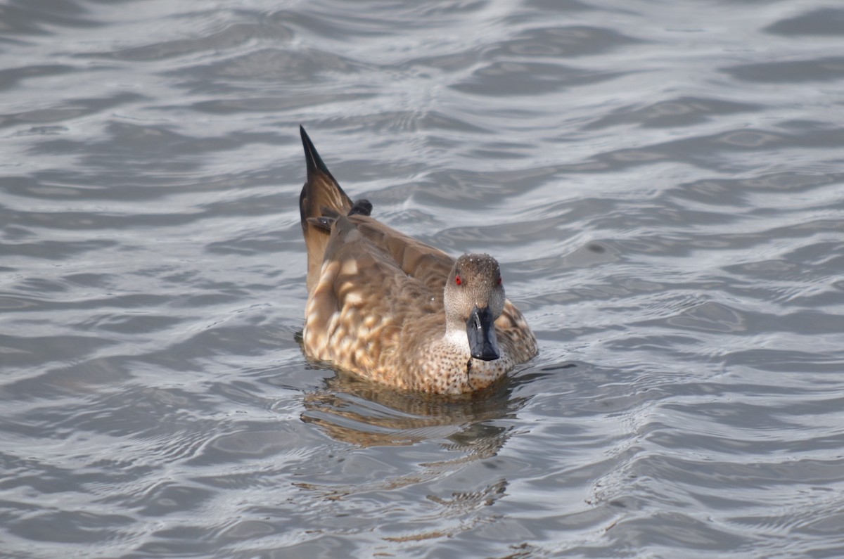 Crested Duck - ML646237517