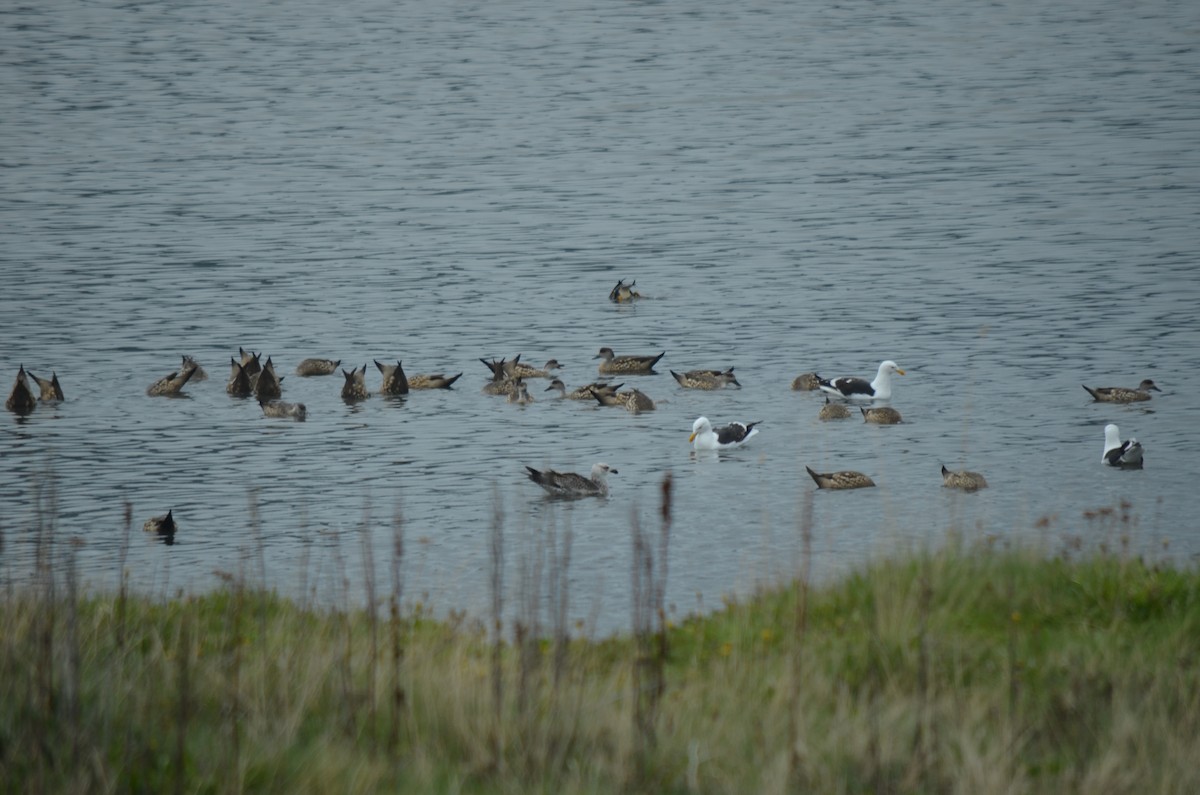 Crested Duck - ML646237518