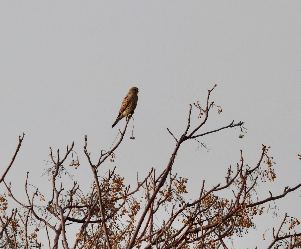 Eurasian Kestrel - ML646237519