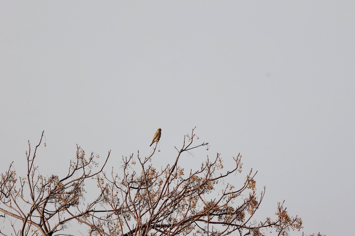 Eurasian Kestrel - ML646237520