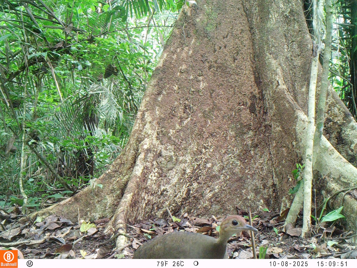 Great Tinamou - ML646237522