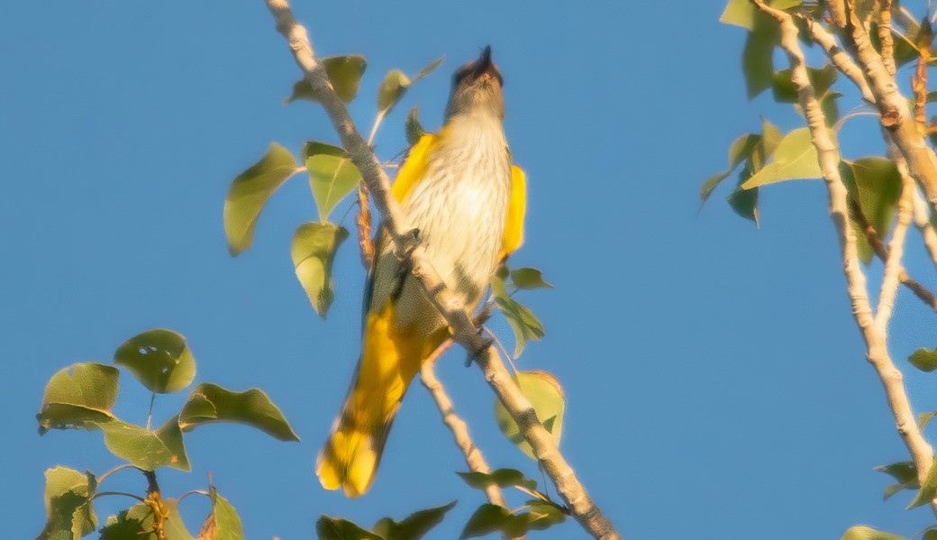 Eurasian Golden Oriole - ML646237523