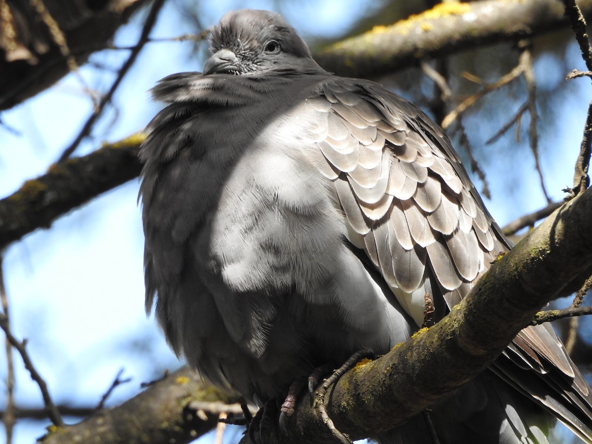 Spot-winged Pigeon (albipennis) - ML646237524